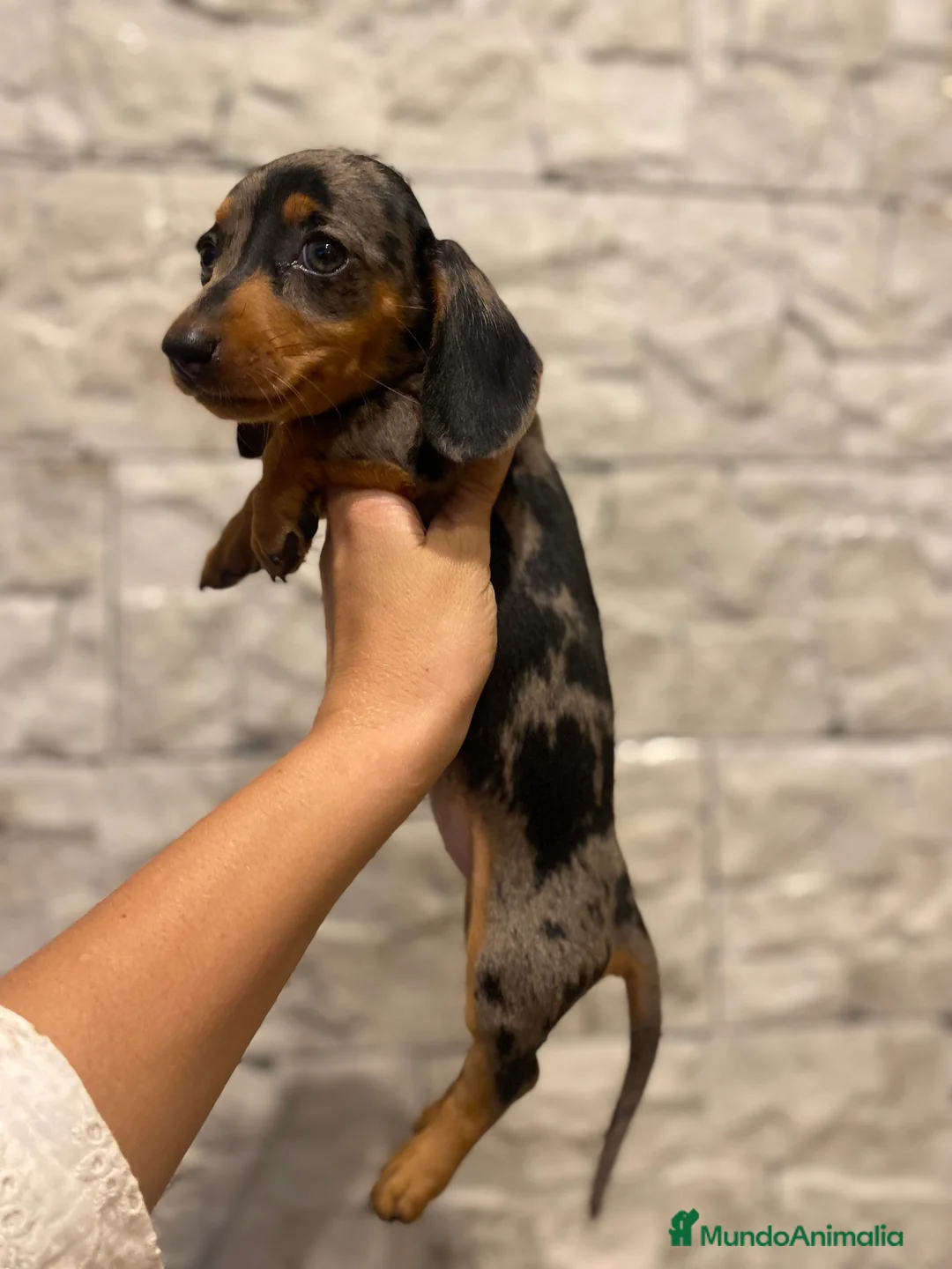 Teckel perros en venta: Magníficos Teckel miniatura 601144783 en Valencia - Anuncio 14