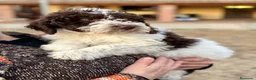 Perro de Agua Español perros en venta: Perro de Agua - Anuncio 1