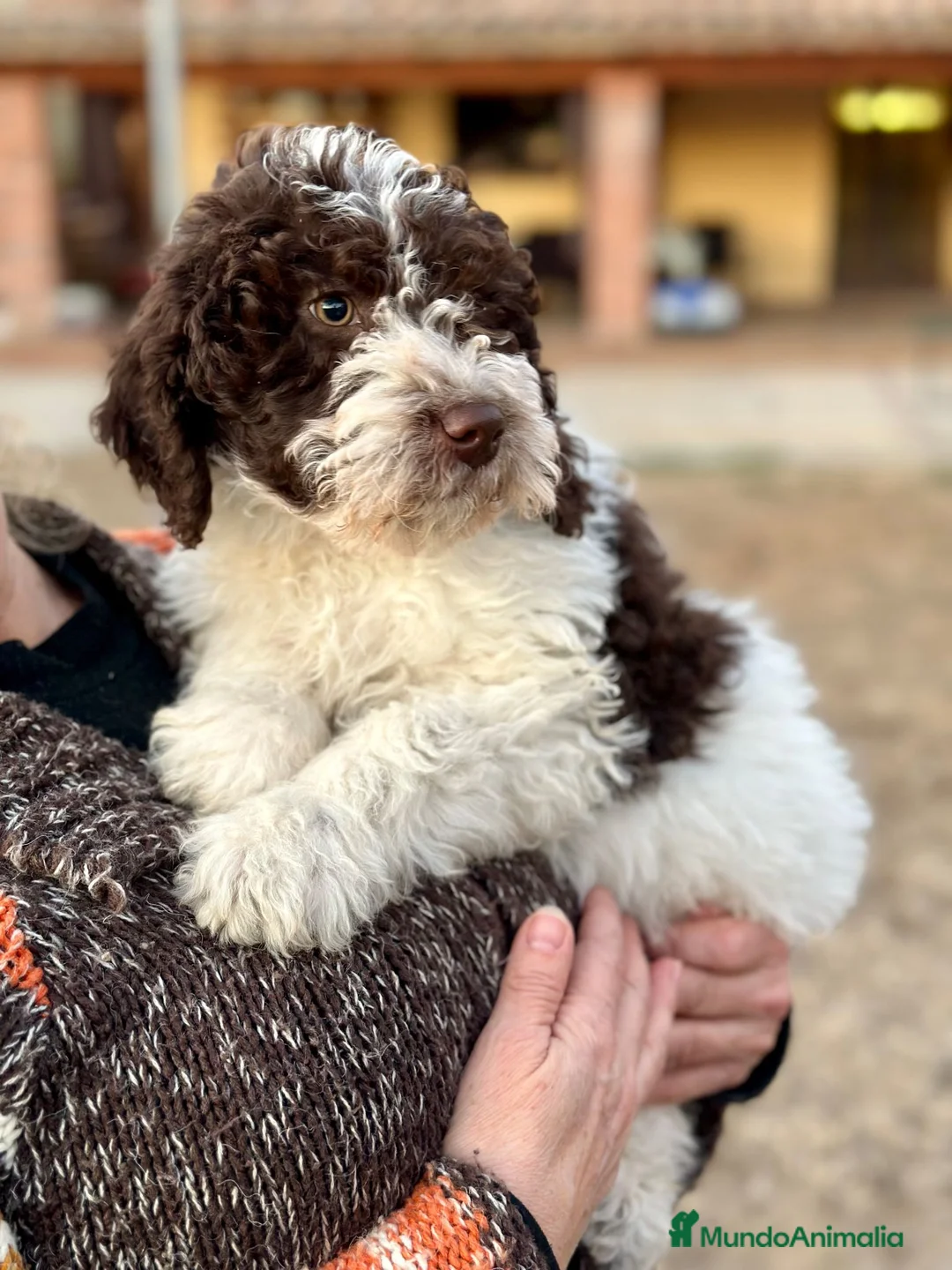 Perro de Agua Español perros en venta: Perro de Agua - Anuncio 1