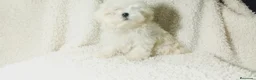 Bichón Maltés perros en venta: ‼️‼️PRECIOSA CAMADA DE BICHÓN MALTES COREANO TOY - Anuncio 2