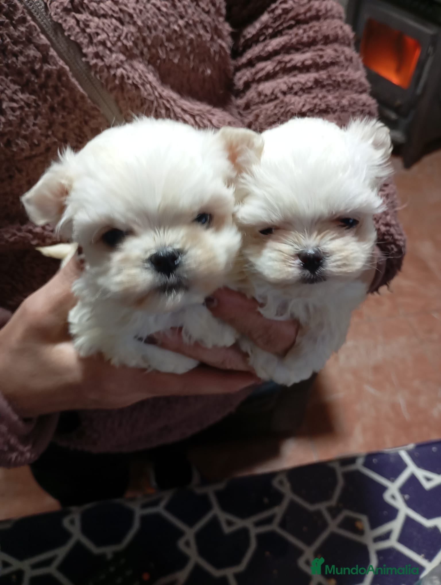 Bichón Maltés perros Bichón maltés Toy línea coreana  - Anuncio 1