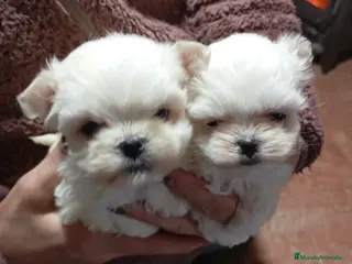 Bichón Maltés perros Bichón maltés Toy línea coreana - Anuncio 28