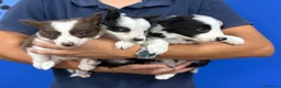 Border Collie perros en venta: Cachorros Border Collie 450€ ¡PRECIO REAL!VALENCIA - Anuncio 4