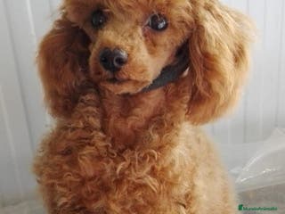 Caniche Toy perros Camada caniche toy - Anuncio 31