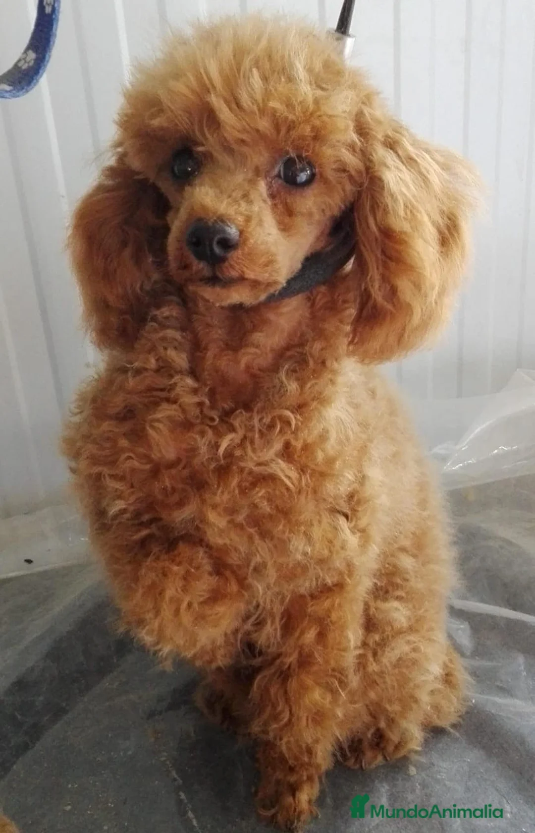 Caniche Toy perros en venta: Camada caniche toy - Anuncio 1