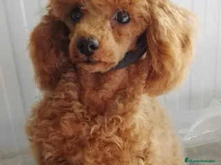 Caniche Toy perros Camada caniche toy - Anuncio 11