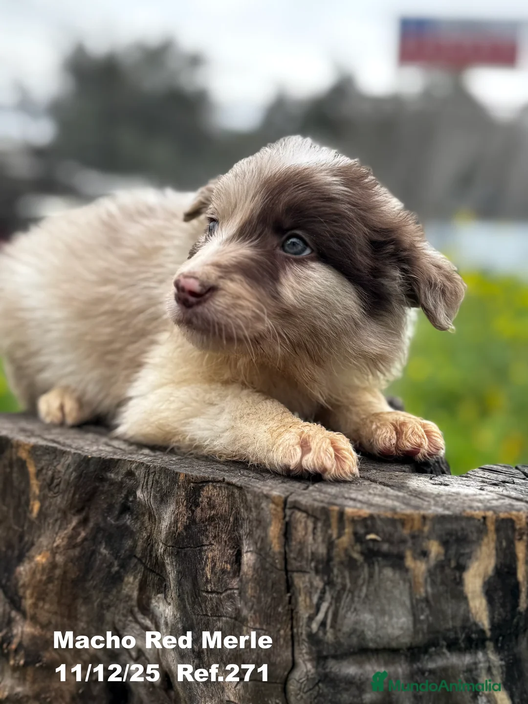 Border Collie perros en venta: BORDER COLLIE - Anuncio 8