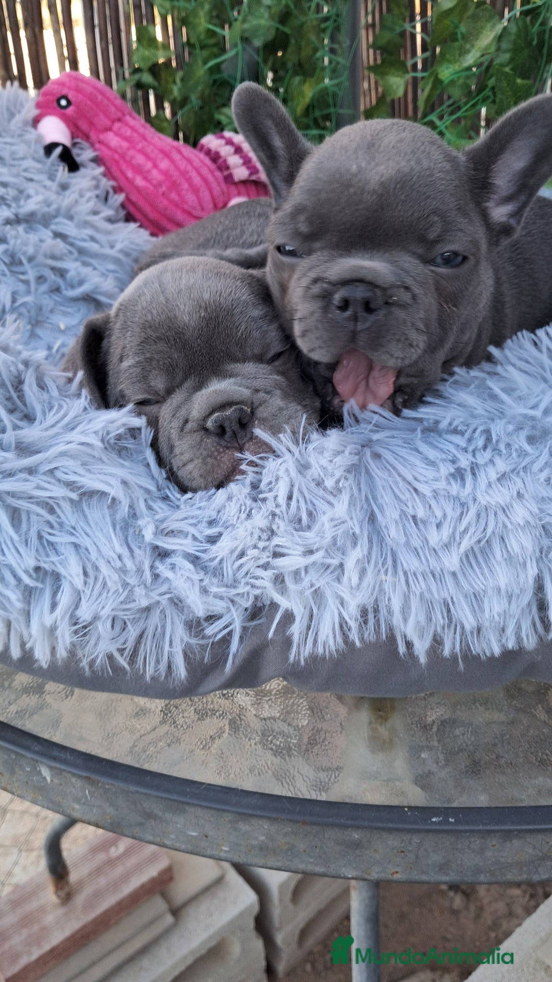 Bulldog Francés perros en venta: Bebés Bulldog Francés Blue  - Imagen 3