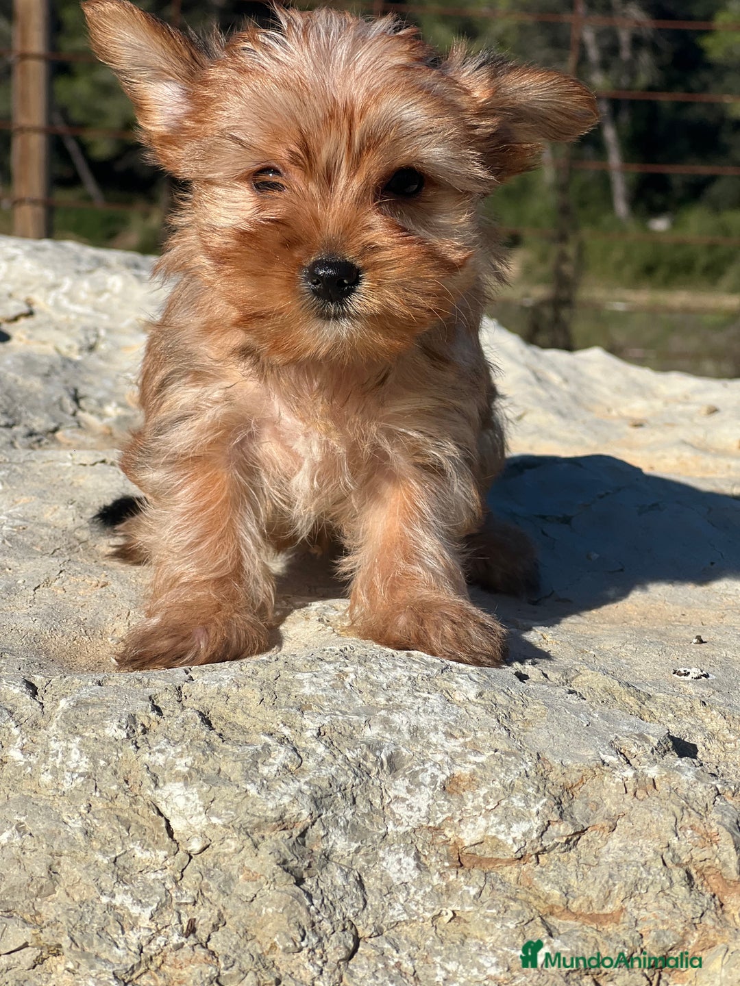 Yorkshire Terrier perros en venta: Yorki rubia minitoy  - Imagen 2
