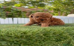 Caniche Toy perros en venta: CANICHE TOY ROJO MACHO - Imagen 25