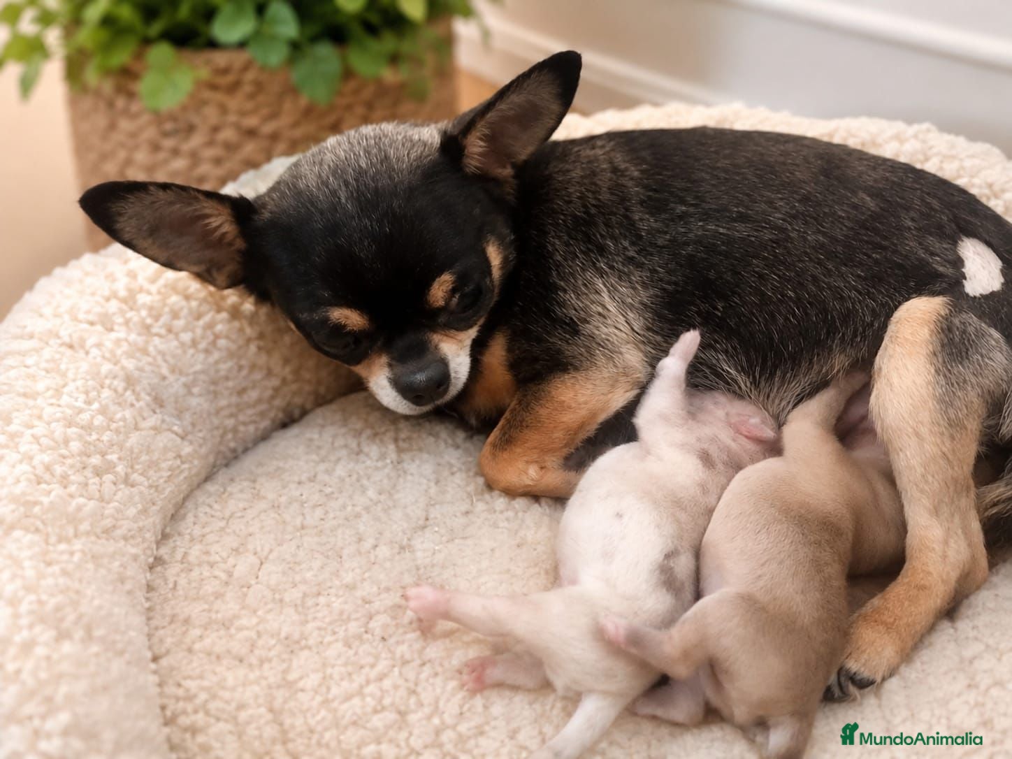 Chihuahua perros CHIHUAHUAS BLANCOS EXCLUSIVOS - Anuncio 1