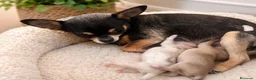 Chihuahua perros en venta: CHIHUAHUAS BLANCOS EXCLUSIVOS - Anuncio 1