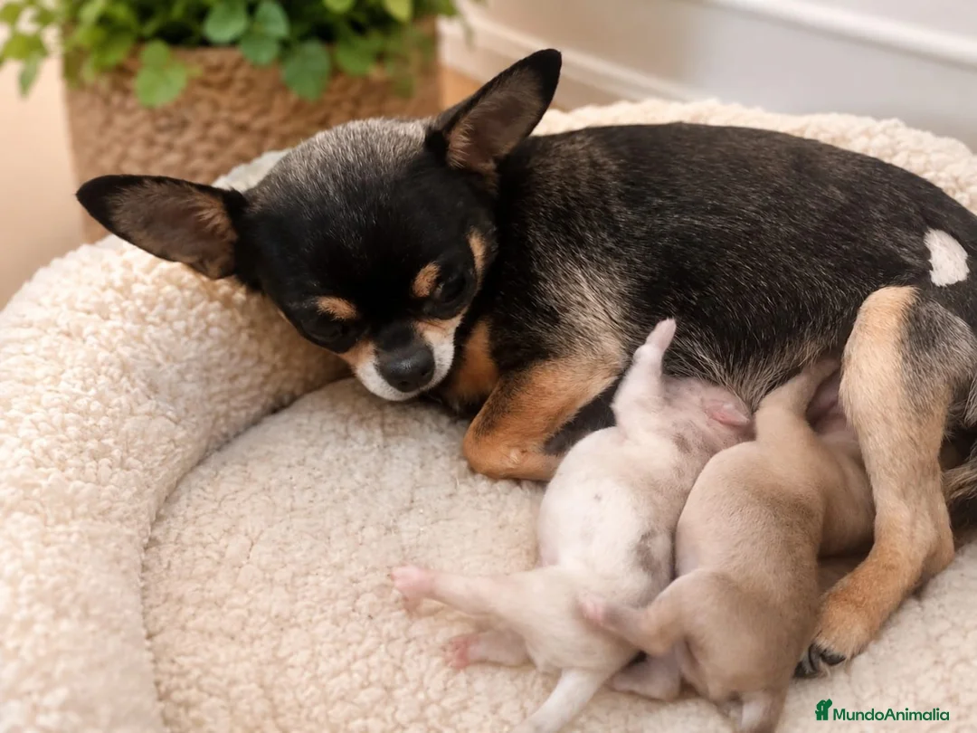 Chihuahua perros en venta: CHIHUAHUAS BLANCOS EXCLUSIVOS - Anuncio 1