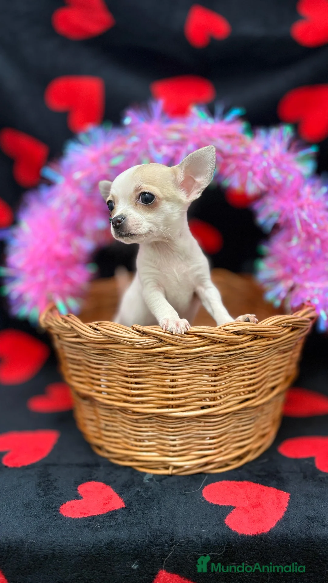 Chihuahua perros en venta: Chihuahuas varios colores  - Anuncio 4