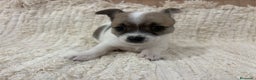 Chihuahua perros en venta: Chihuahua toy - Anuncio 23
