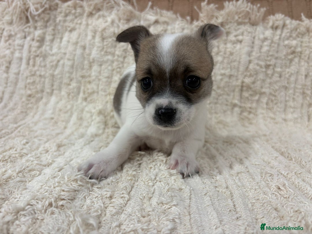 Chihuahua perros en venta: Chihuahua toy - Anuncio 23