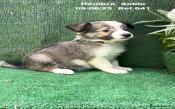 Border Collie perros en venta: BORDER COLLIE sable - Imagen 6