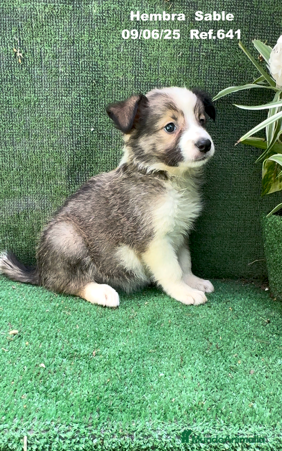 Border Collie perros en venta: BORDER COLLIE sable - Imagen 6