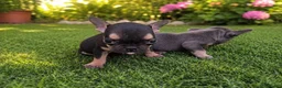 Bulldog Francés perros en venta: PRECIOSAS HEMBRAS TOY EXÓTICAS  - Anuncio 3