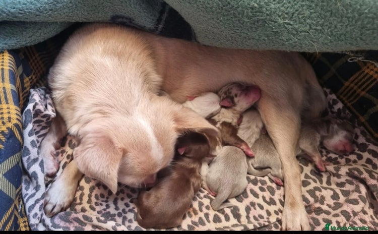 Chihuahua perros - Propaganda 1