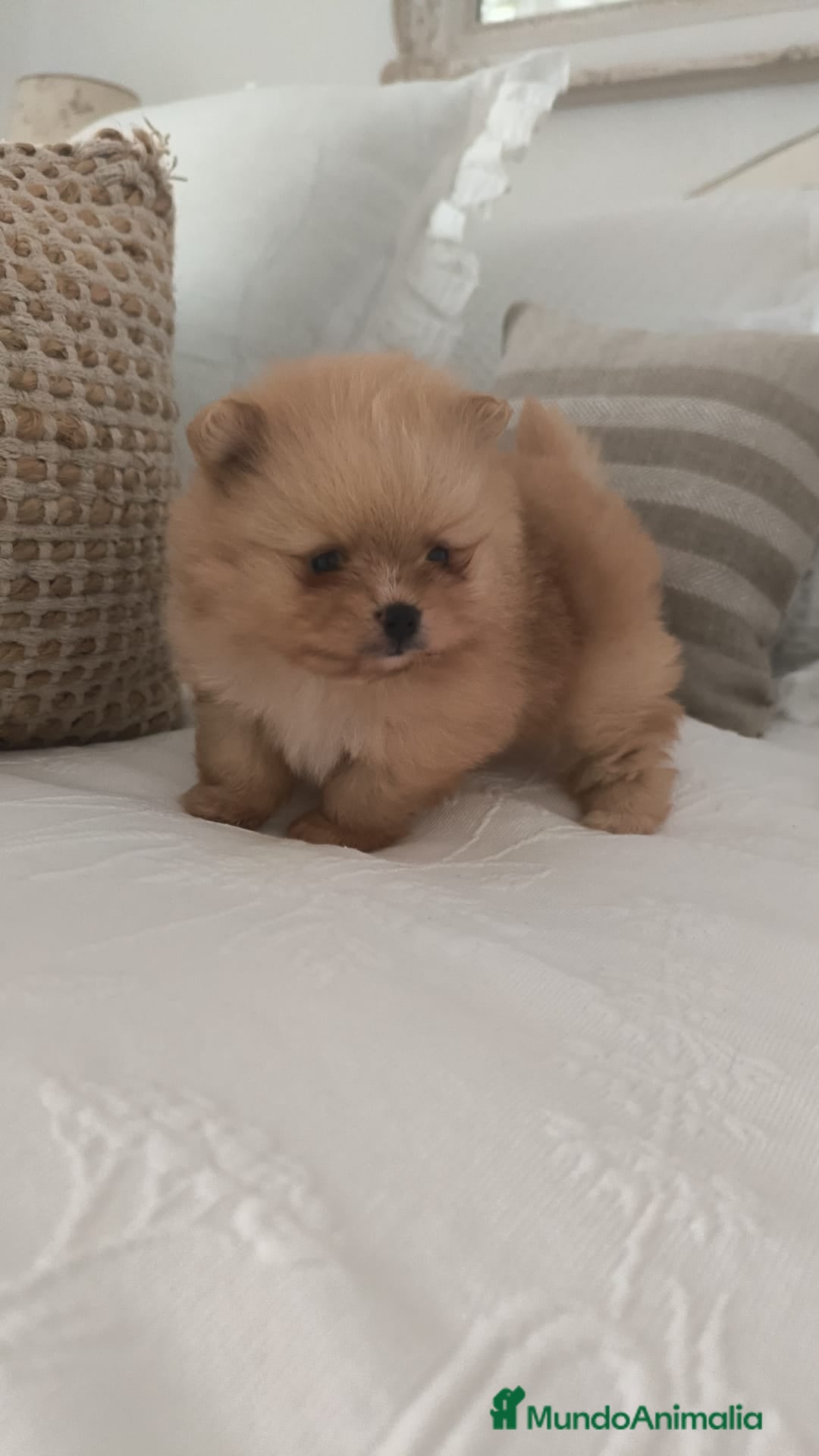 Pomerania perros en venta: Lulu Pomerania toy cara osito naranja blanco - Anuncio 1