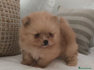 Pomerania perros Lulu Pomerania toy cara osito naranja blanco - Anuncio 22