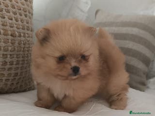 Pomerania perros Lulu Pomerania toy cara osito naranja blanco - Anuncio 1