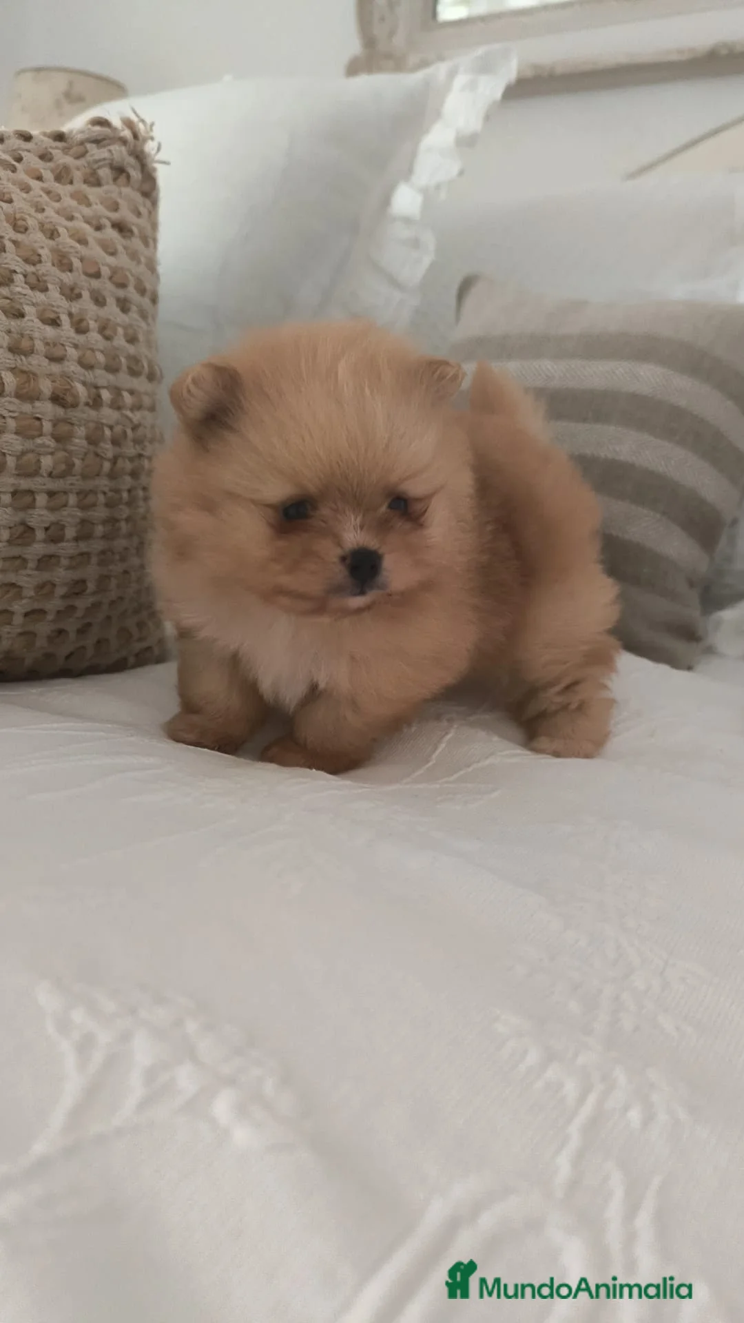 Pomerania perros en venta: Lulu Pomerania toy cara osito naranja blanco - Anuncio 1