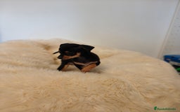 Pinscher Miniatura perros en venta: Mini pincher - Imagen 5