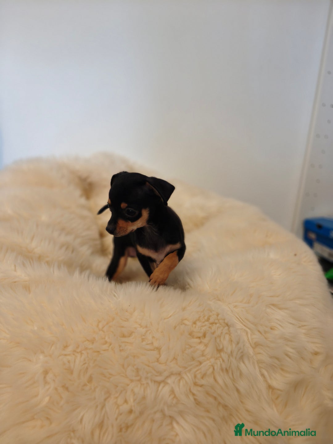 Pinscher Miniatura perros en venta: Mini pincher - Imagen 5