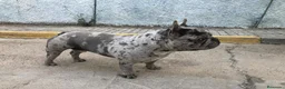 Bulldog Francés perros para monta: Macho merlé blue - Anuncio 3