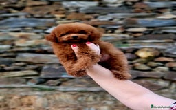 Caniche Toy perros en venta: Caniche teddy asiáticos  - Imagen 2