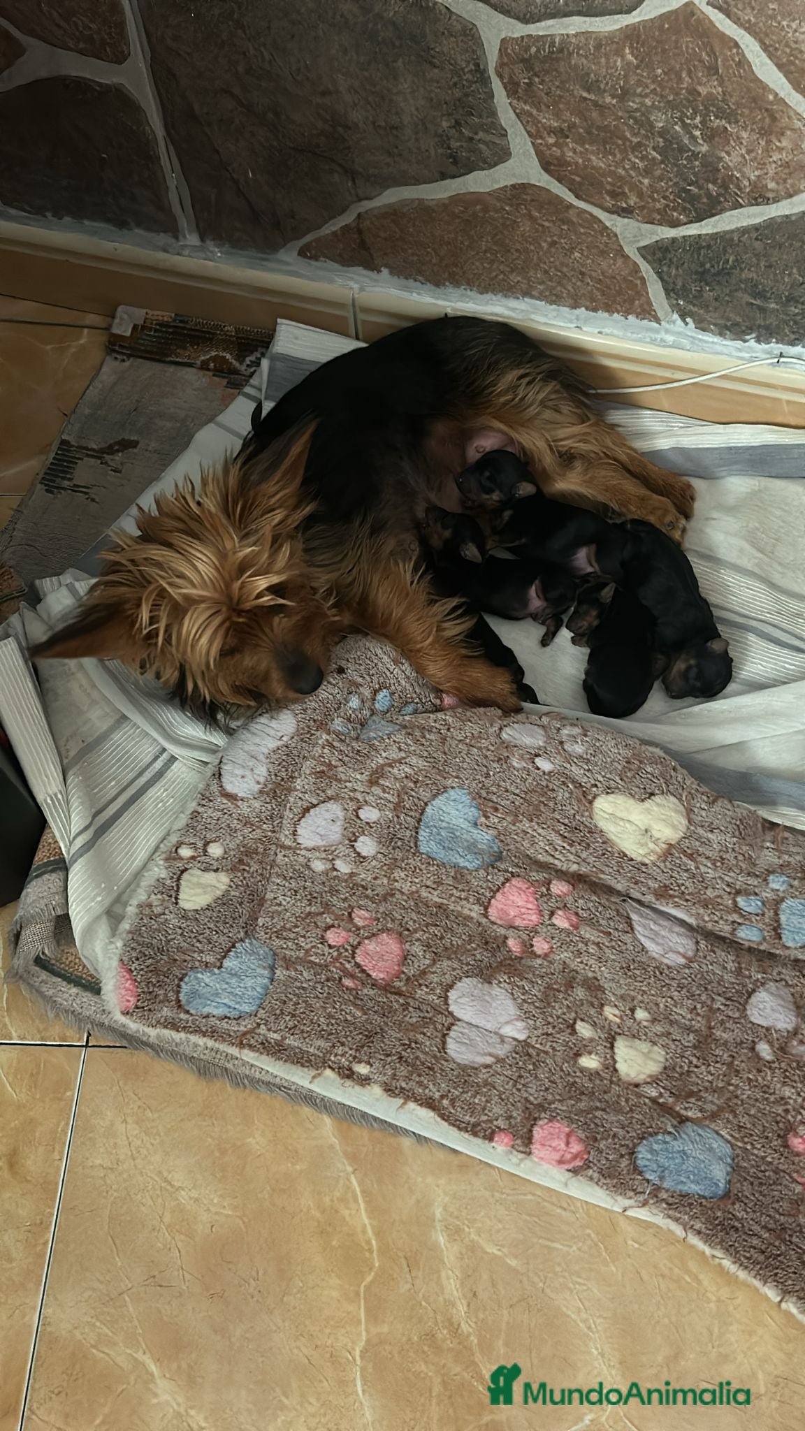 Yorkshire Terrier perros 2 Machitos de Yorkshire económico - Anuncio 2