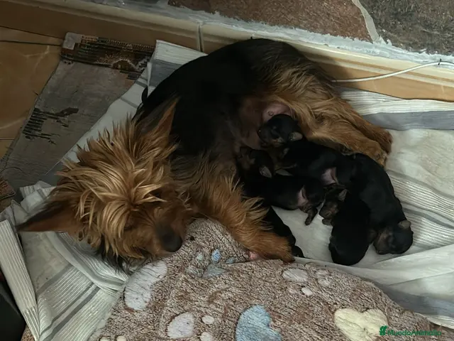 Yorkshire Terrier perros en venta: Camada de Yorkshire - Anuncio 2