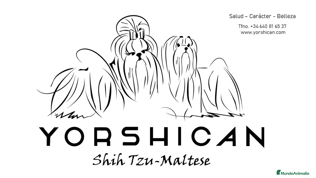 Bichón Maltés perros en venta: Preciosos cachorros Bichón Maltés - Anuncio 7