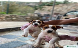 Jack Russell Terrier perros en venta: Jack Russell cachorros y recién nacidos 🥰✨ - Imagen 1