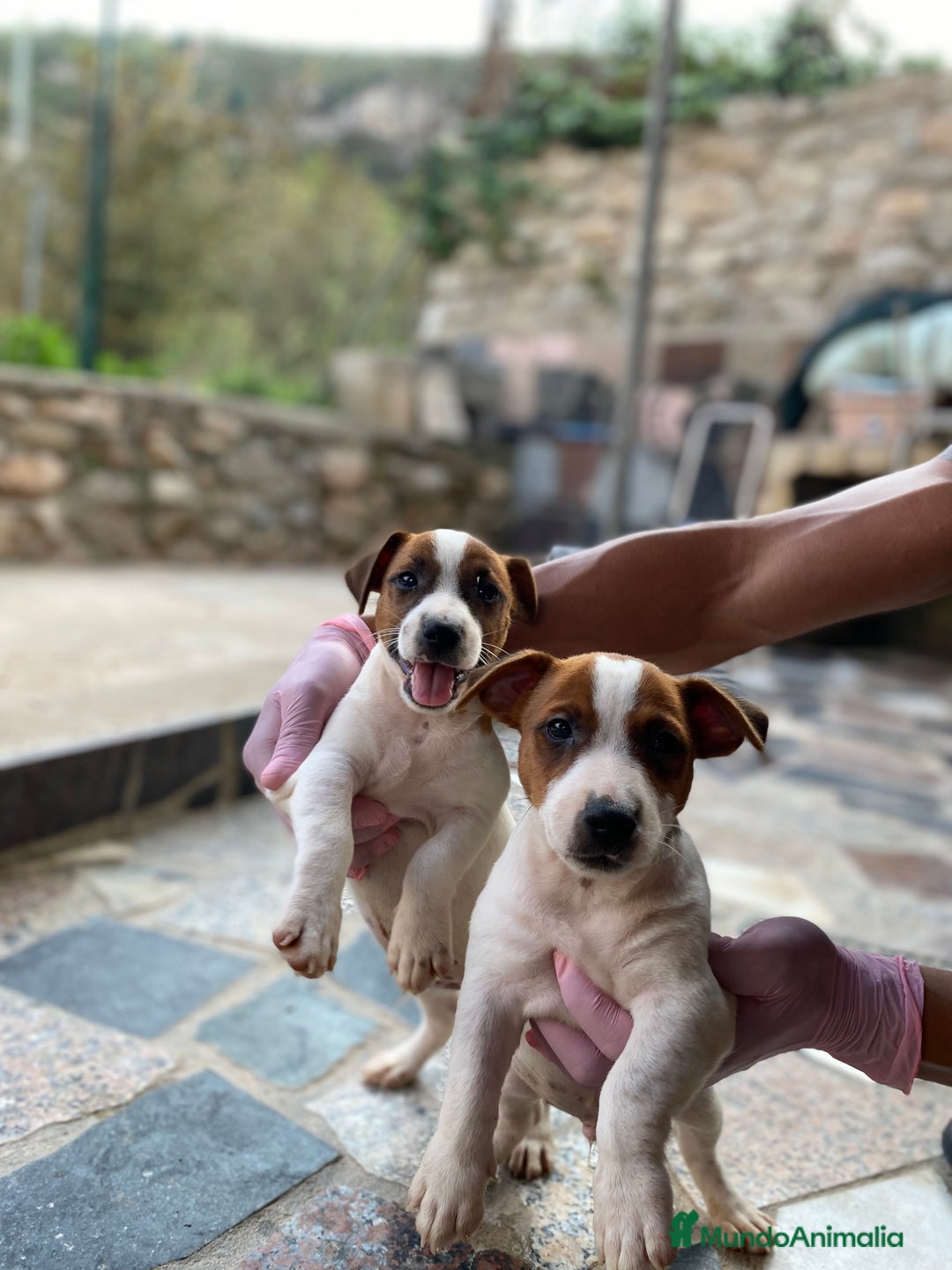 Jack Russell Terrier perros en venta: Jack Russell cachorros y recién nacidos 🥰✨ - Imagen 1