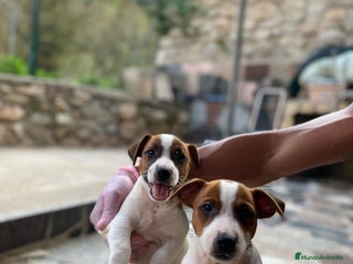 Jack Russell Terrier perros - Anuncio 9