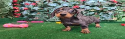 Teckel Miniatura perros en venta: Teckel mini  - Anuncio 5