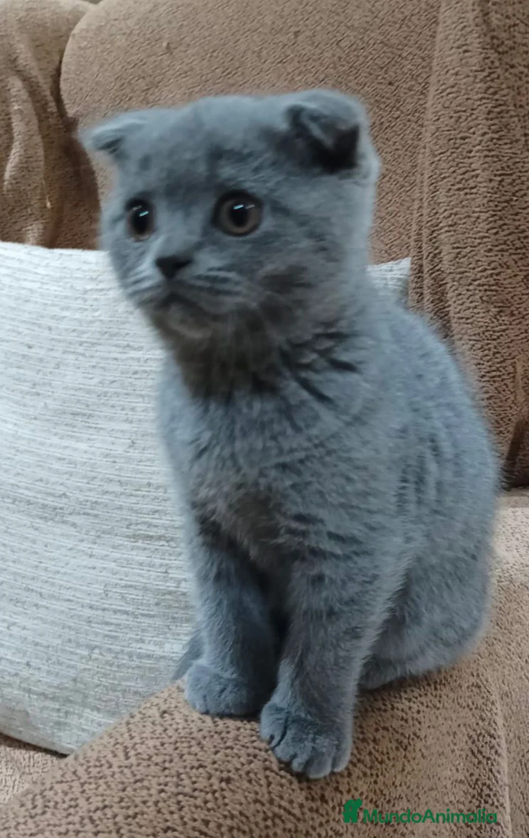 Scottish Fold gatos en venta: Hembra de Scotish blue - Anuncio 1
