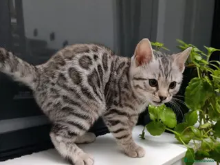 Bengalí gatos Hembra de bengalí snow - Anuncio 1