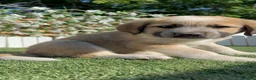 Mastín Español perros en venta: CAMADA MATIN MACHOS - Anuncio 9