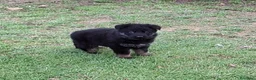 Pastor Alemán perros en venta: Cachorros pastor aleman - Anuncio 3