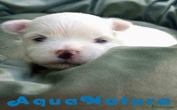 Bichón Maltés perros en venta: Bichon Maltes Macho 2 AQUANATURA - Imagen 2