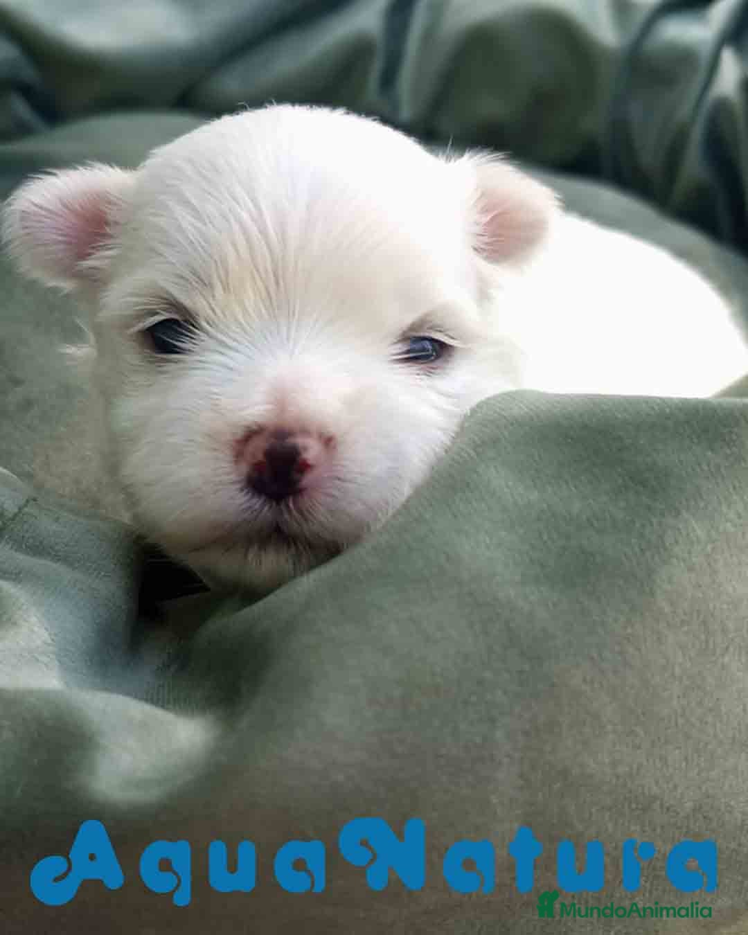 Bichón Maltés perros en venta: Bichon Maltes Macho 2 AQUANATURA - Imagen 2