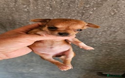 Chihuahua perros en venta: Chihuahuas mini - Imagen 3