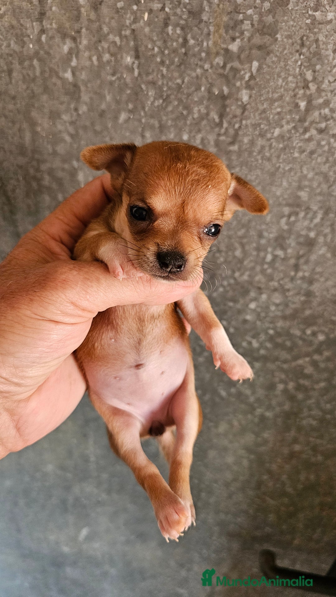 Chihuahua perros en venta: Chihuahuas mini - Imagen 3