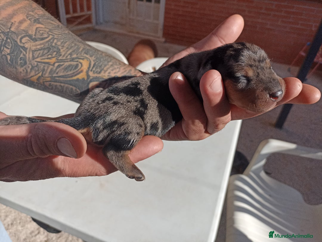 Teckel Miniatura perros en venta: Teckel Miniatura  - Imagen 14
