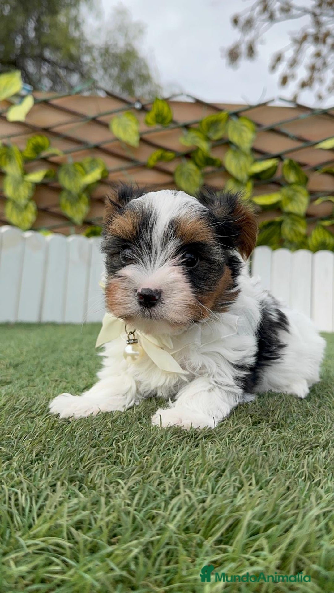 Yorkshire Terrier perros en venta: YORKSHIRE BIEWER - Anuncio 14