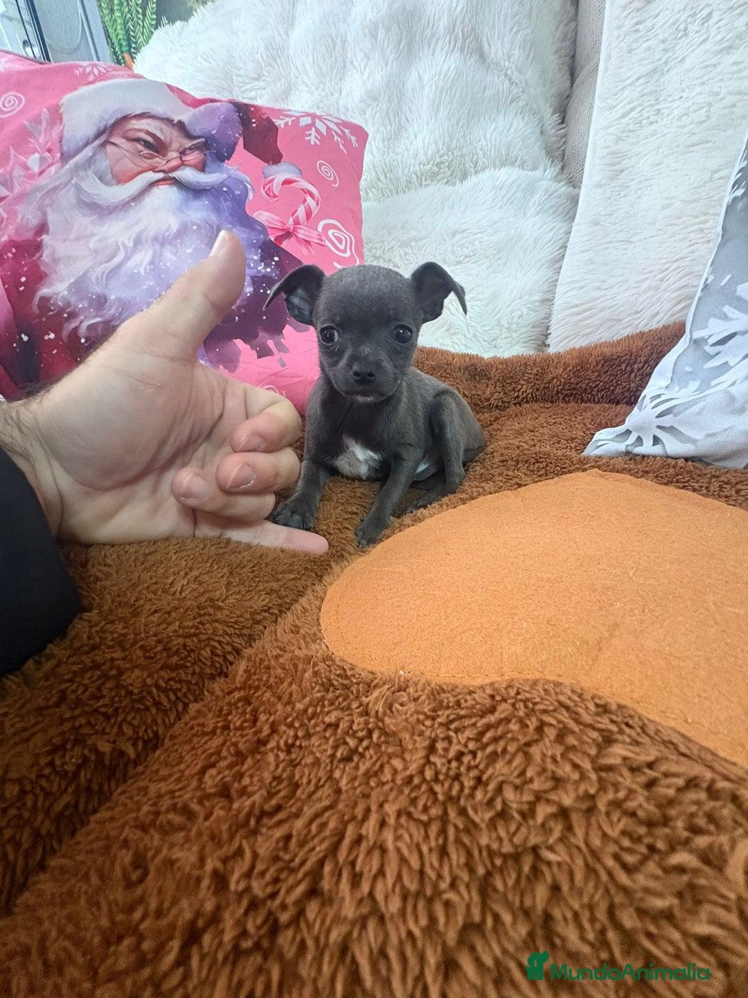 Chihuahua perros en venta: Chihuahua mini toy blue - Anuncio 1
